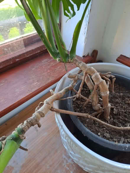 Photo of free Cheese plant - mature (Pentre Berw LL60) #3