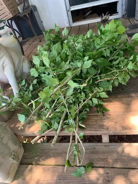 Photo of free White Rose of Sharon clippings (Salisbury) #1