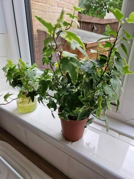 Photo of free Ivy plants (Baldock, Clothall Common SG7) #2
