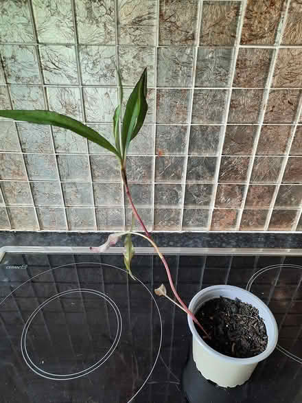 Photo of free Aster plant seedling (Morden SM4) #2