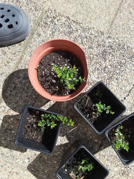 Photo of free Tiny shrub (HP13 near railway station) #1