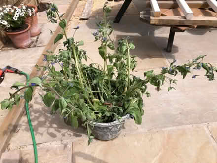 Photo of free Blue-Eyed Mary perennial plant (Harrogate HG2) #1