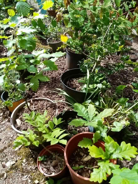 Photo of free Small Trees (Whitehaven CA26) #1