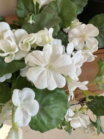Photo of free Artificial pot plant (St Margarets TW1) #2