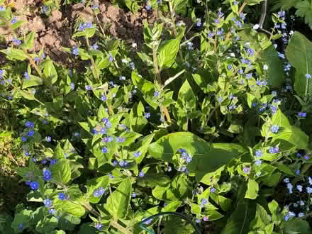 Photo of free Blue-Eyed Mary perennial plant (Harrogate HG2) #2