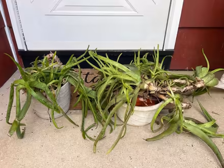 Photo of free Plants (08854) #1