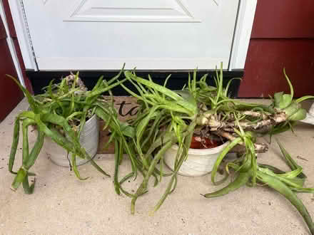 Photo of free Plants (08846) #1