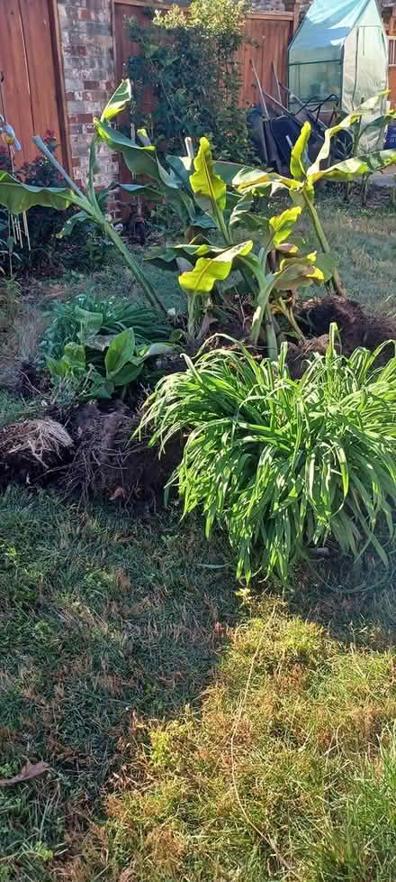 Photo of free Banana Trees (Ft Eustis) #1