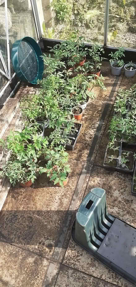 Photo of free Tomatoe plants (Penistone S36) #2