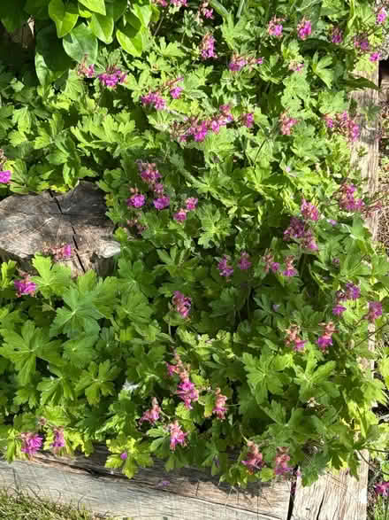 Photo of free Wild geraniums (Oxford OX33) #1