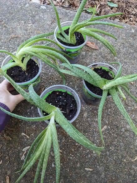 Photo of free Small aloe plants (Old Greenbelt) #1