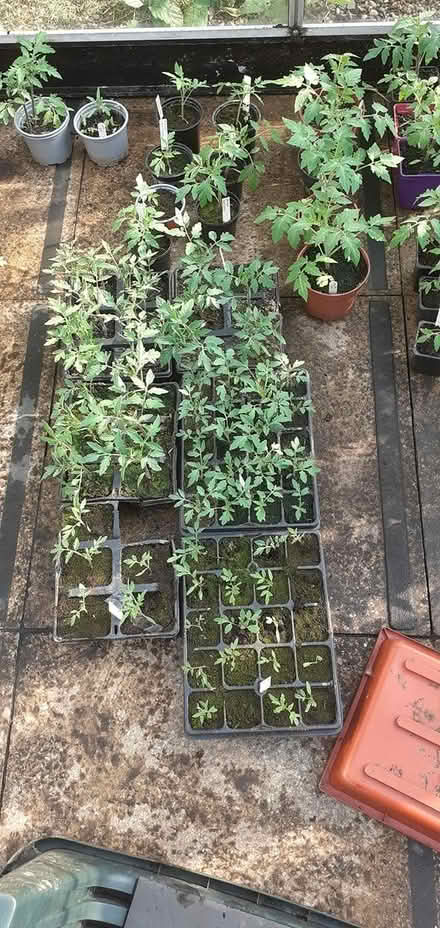 Photo of free Tomatoe plants (Penistone S36) #4