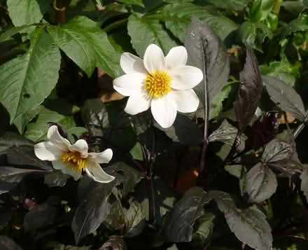 Photo of free Dahlia Twyning's After Eight (Paignton TQ4) #1
