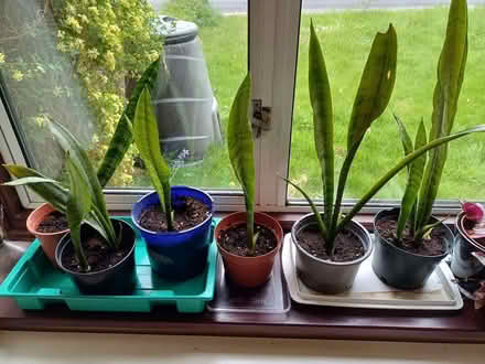 Photo of free Snake plants (Charlton OX12) #1