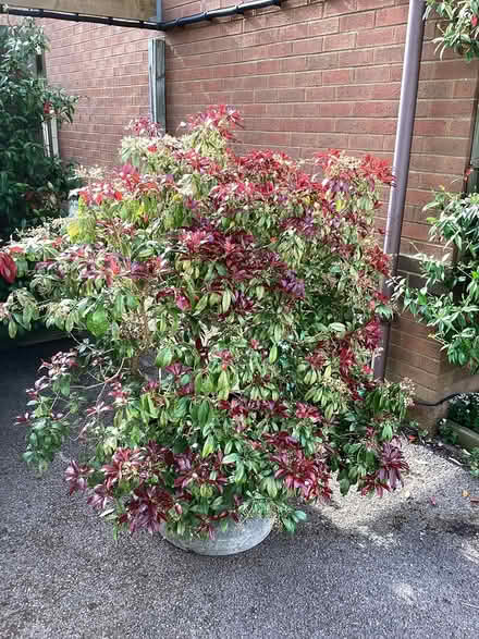 Photo of free Large plant Pieris japonica (Anstey Height’s LE4) #1