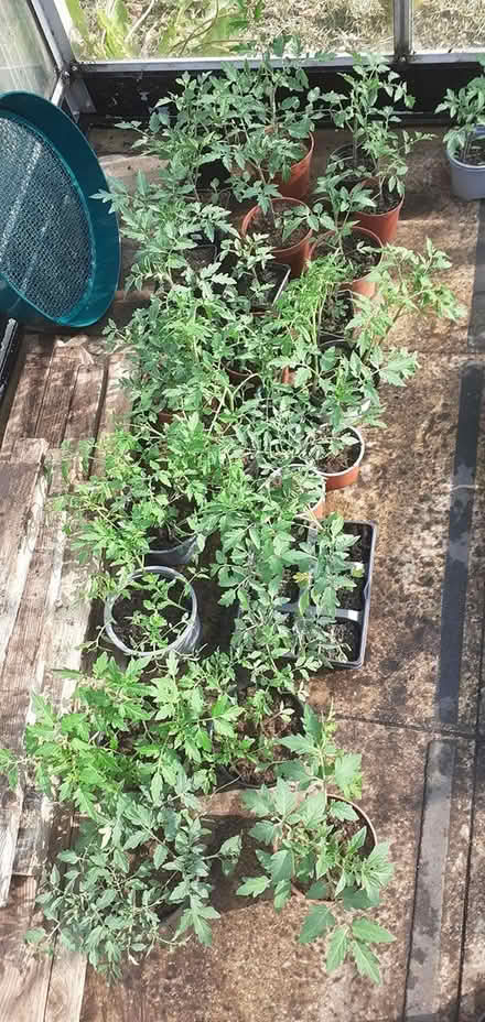 Photo of free Tomatoe plants (Penistone S36) #3