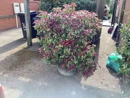 Photo of free Large plant Pieris japonica (Anstey Height’s LE4) #2