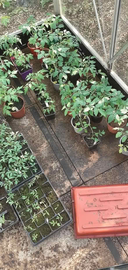 Photo of free Tomatoe plants (Penistone S36) #1