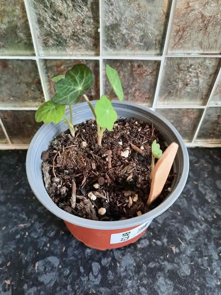 Photo of free Pot of Seedling Nasturtium anyone? (Morden SM4) #1