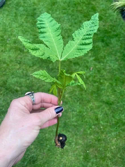 Photo of free House chestnut/conker tree (Cookham Rise SL6) #1