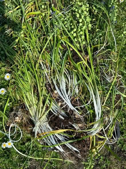 Photo of free Grape hyacinth bulbs (Inverkeithing KY11) #1