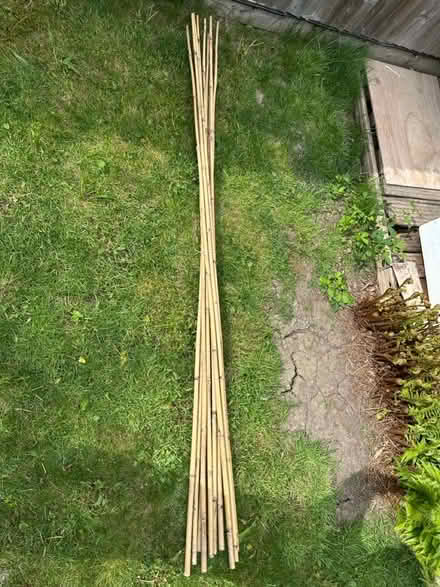 Photo of free Long bamboo garden canes (Hildenborough) #1