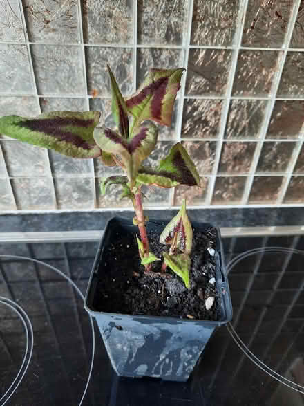 Photo of free persecaria runcinata purple fantas (Morden SM4) #4