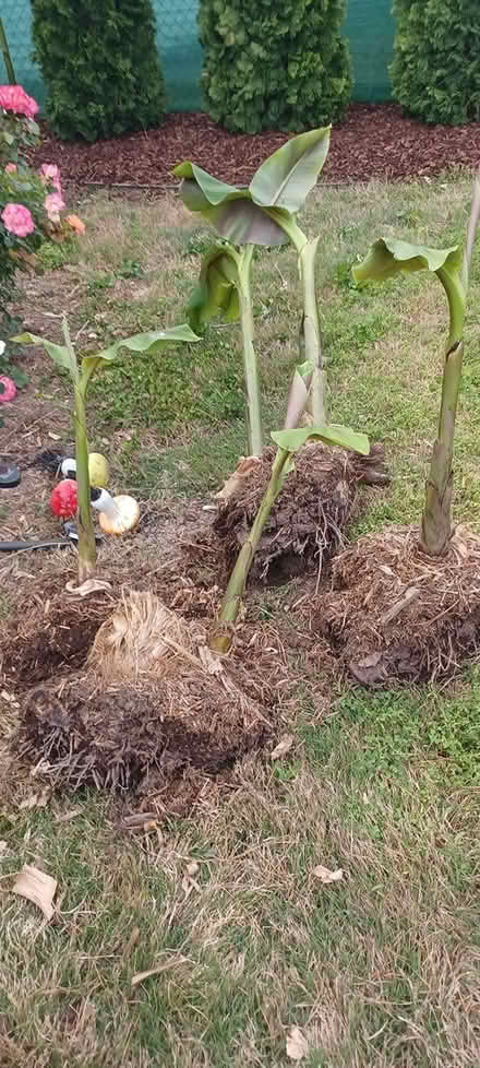 Photo of free 4 Banana Trees left (Ft Eustis) #1