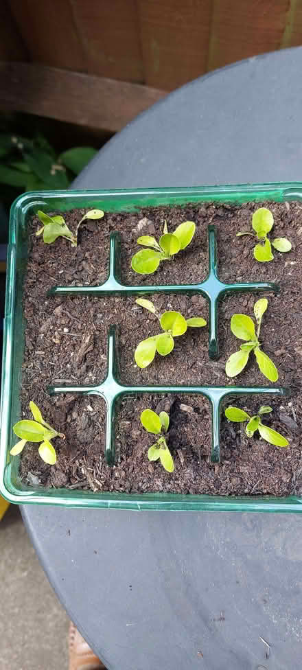 Photo of free Lettuce seedlings plants 8 (Hillingdon UB10) #1