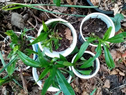Photo of free Michaelmas Daisies (Whitehaven CA26) #1