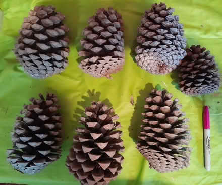 Photo of free Giant pinecones (Buxted TN22) #1