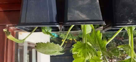 Photo of free Courgette plants (Ormskirk L39) #1