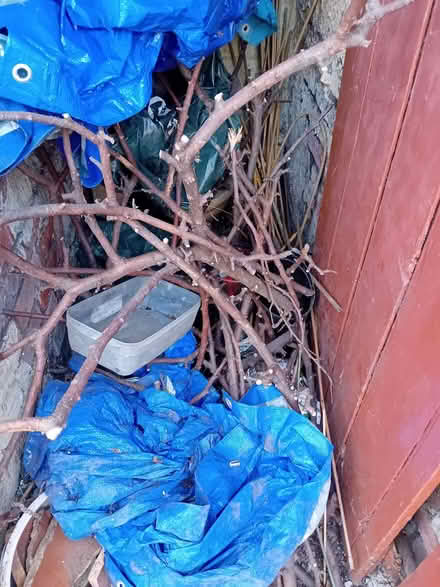 Photo of free Apple tree twigs/branches (Highfield S2) #1