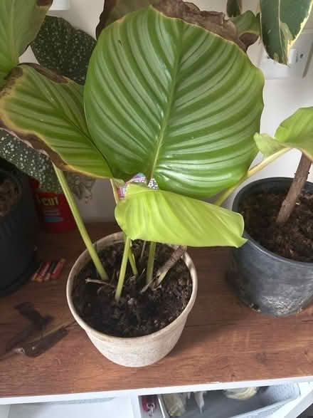 Photo of free House plant (Broomgrove TN34) #1
