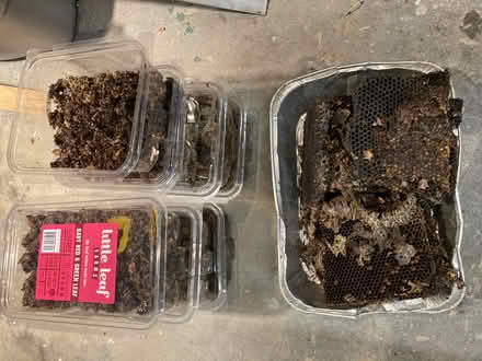 Photo of free dark honeybee comb (Shirley Center) #1
