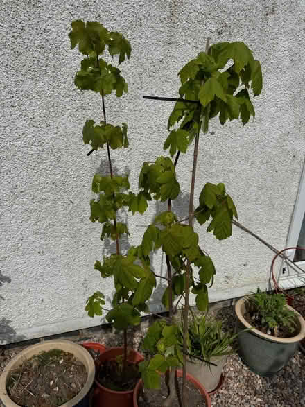 Photo of free Sycamore saplings 4 1/2 feet tall (North Watford WD24) #1