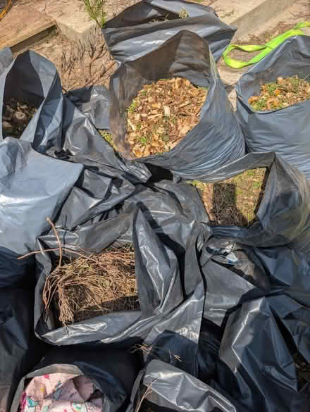 Photo of free Tree chippings (Gravesend DA12) #1