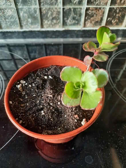 Photo of free Sedum Spurium dragons blood cutting (Morden SM4) #2