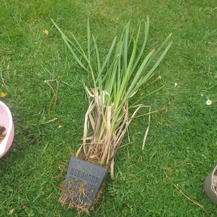 Photo of free Pond plant. Yellow flowers (Parkstone, Poole, BH14) #1