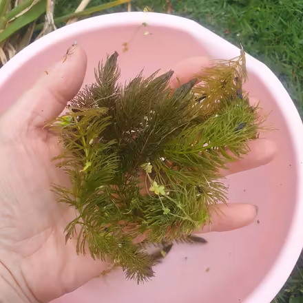 Photo of free Pond weed for oxygenation (Parkstone, Poole, BH14) #1
