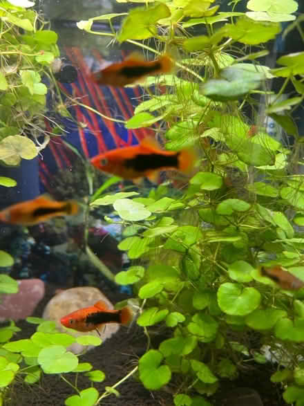 Photo of free Molly fish (CF14) #1