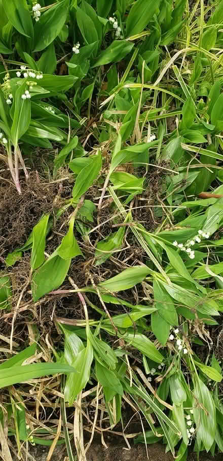 Photo of free Lilies of the valley plants grasses (NE Yonkers) #3