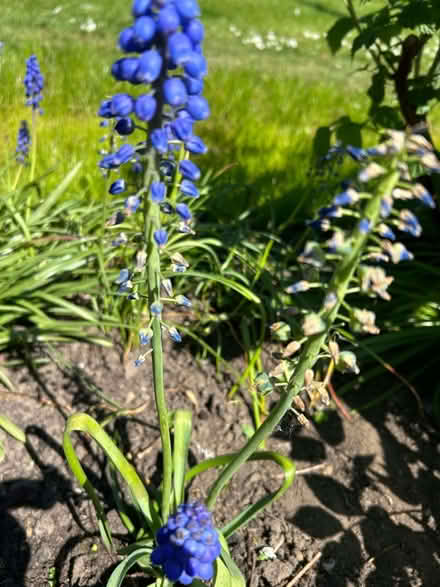 Photo of free Grape hyacinth bulbs (Inverkeithing KY11) #2