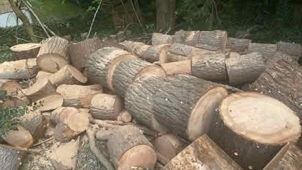 Photo of free Freshly Chopped Woods (Kirkland) #1