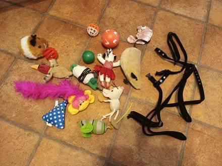 Photo of free Cat toys (Kenilworth CV8) #1