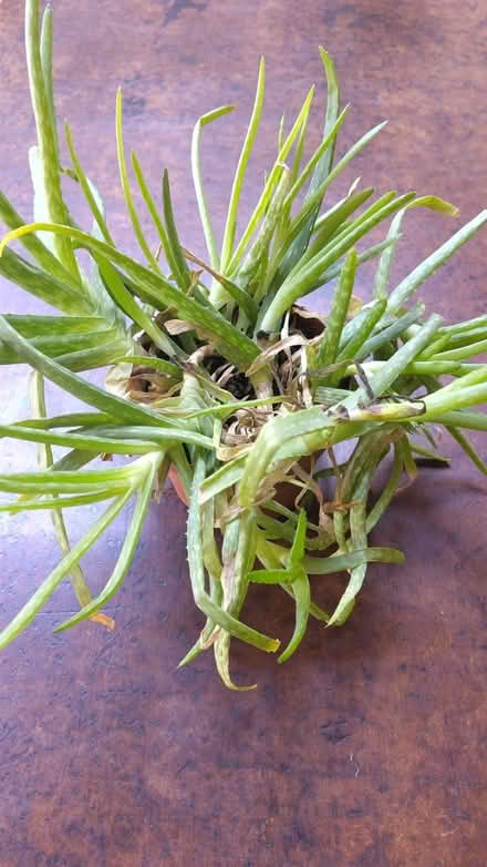 Photo of free Aloe vera (SW11 5) #2