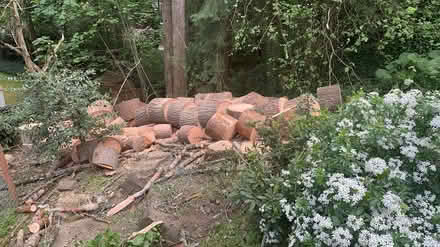 Photo of free Freshly Chopped Woods (Kirkland) #2