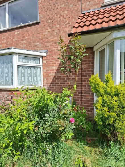 Photo of free Plants (Market Rasen LN8) #1