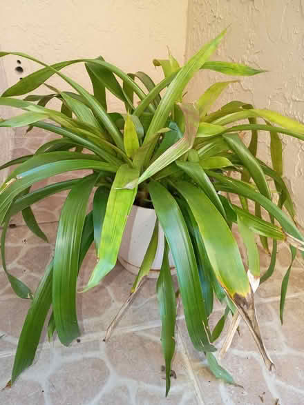 Photo of free Bromeliad plant (Sunrise- near City Hall) #1