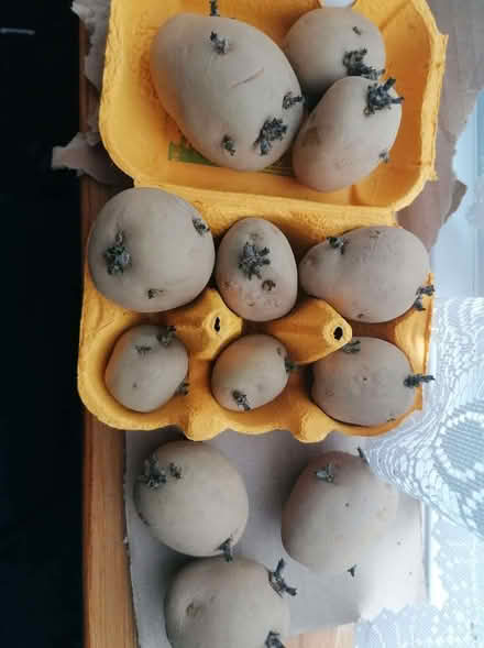 Photo of free Maris Peer seed potatoes (Presteigne LD8) #1